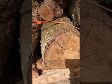 Video: De ce arborii de eucalipt au nevoie de foc?