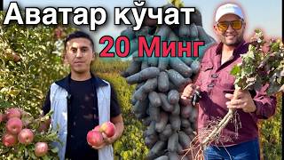 : Shok narx! Avatar uzum kochatlari endi 20 ming som! Bunday arzon bolmagan! 