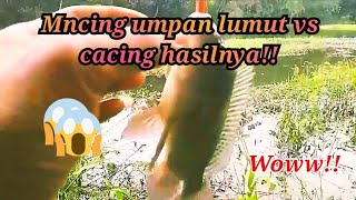 mancing ikan nila dan ikan gojim hasilnya!!spot waduk darma