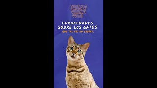 Datos curiosos sobre los gatos 🐈