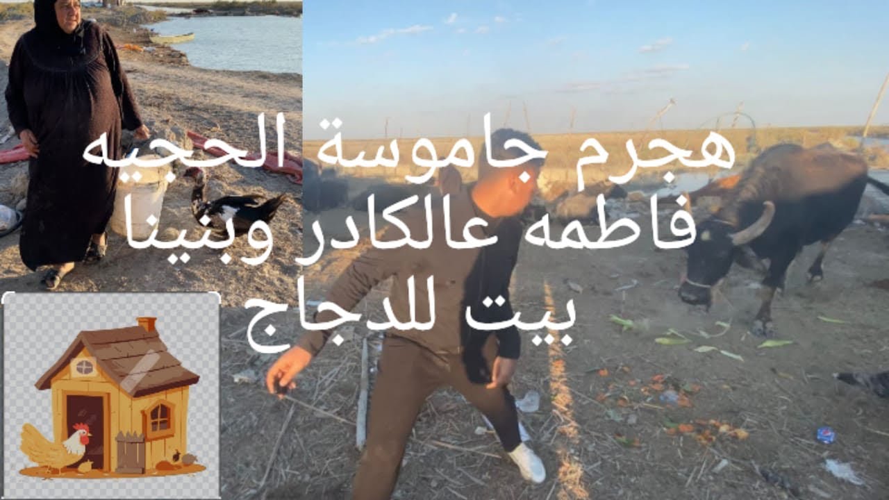 هجوم جاموس الحجيه فاطمه عالكادر /الزايره نكرتها البطه /انطينا علاج للدجاج#المغامر_زوني_كلاسك
