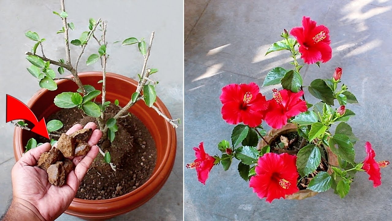 DO THESE 7 Things On Hibiscus IMMEDIATELY For More Flowers