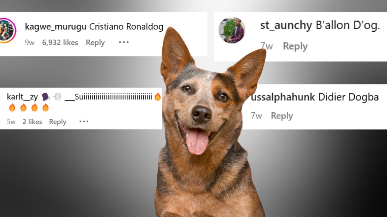 Cristiano RonalDOG 😂🥹 - Chat Music - YouTube