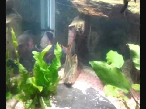 Jack Dempsey VS Green terror. The Terror Tries Again - YouTube