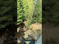 Hidden Forest Bridge 🌲 Crystal Stream &amp; Relaxing Water Sounds 💧 Short #nature #waterfall #relaxing
