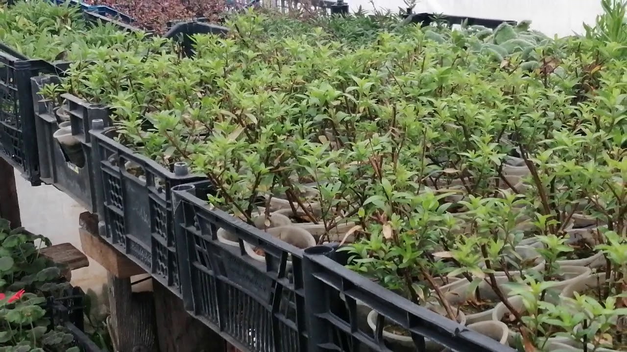 Куфея - правильно сохраняем цветок!!! - YouTube