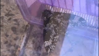 Huge Rustic Sphinx Moth In Fort Lauderdale Florida