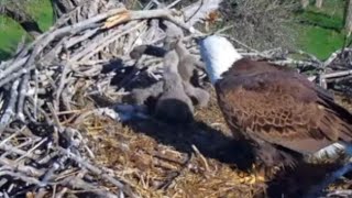Fort St Vrain Eagles~Eaglets Move Nest MaterialWarbleBoxing MatchMa & Pa Duty SwapsZoom_5/1/24
