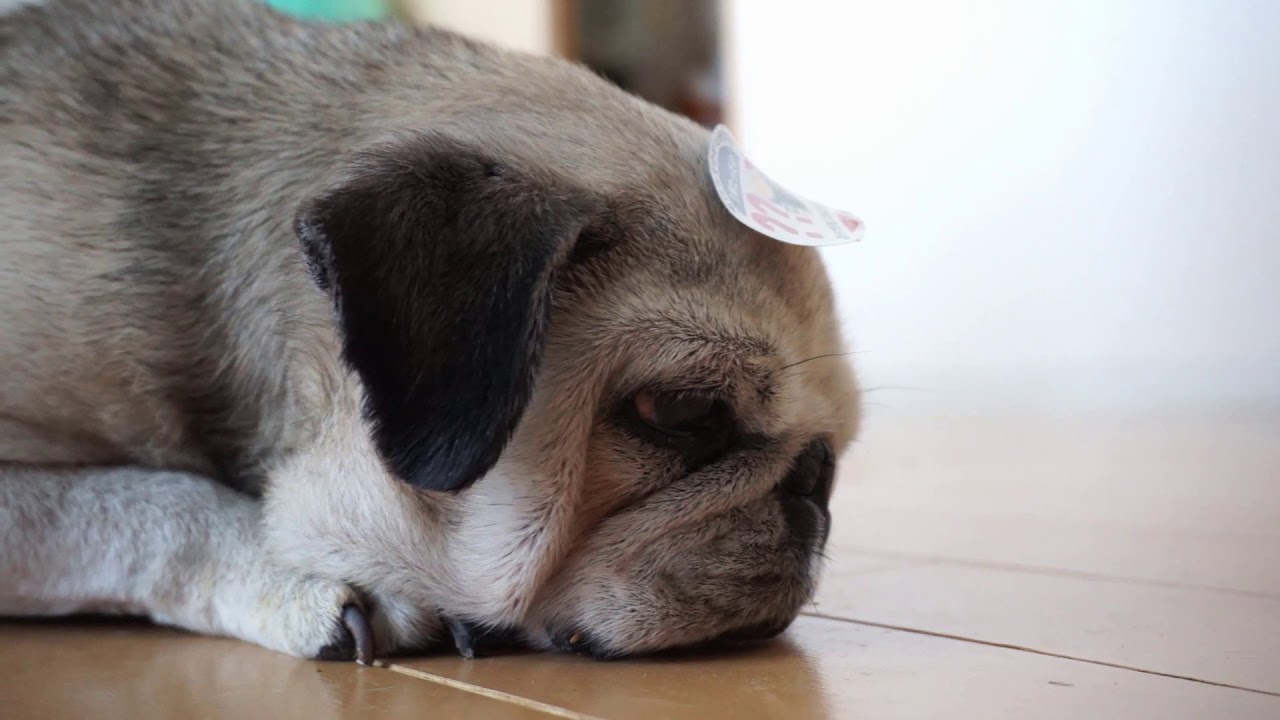 寝てる？起きてる？目を開けて寝るパグ！Pug