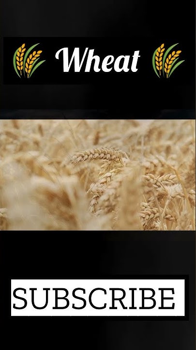 is-wheat-healthy-to-eat-conditions-for-growth-of-wheat-wheat