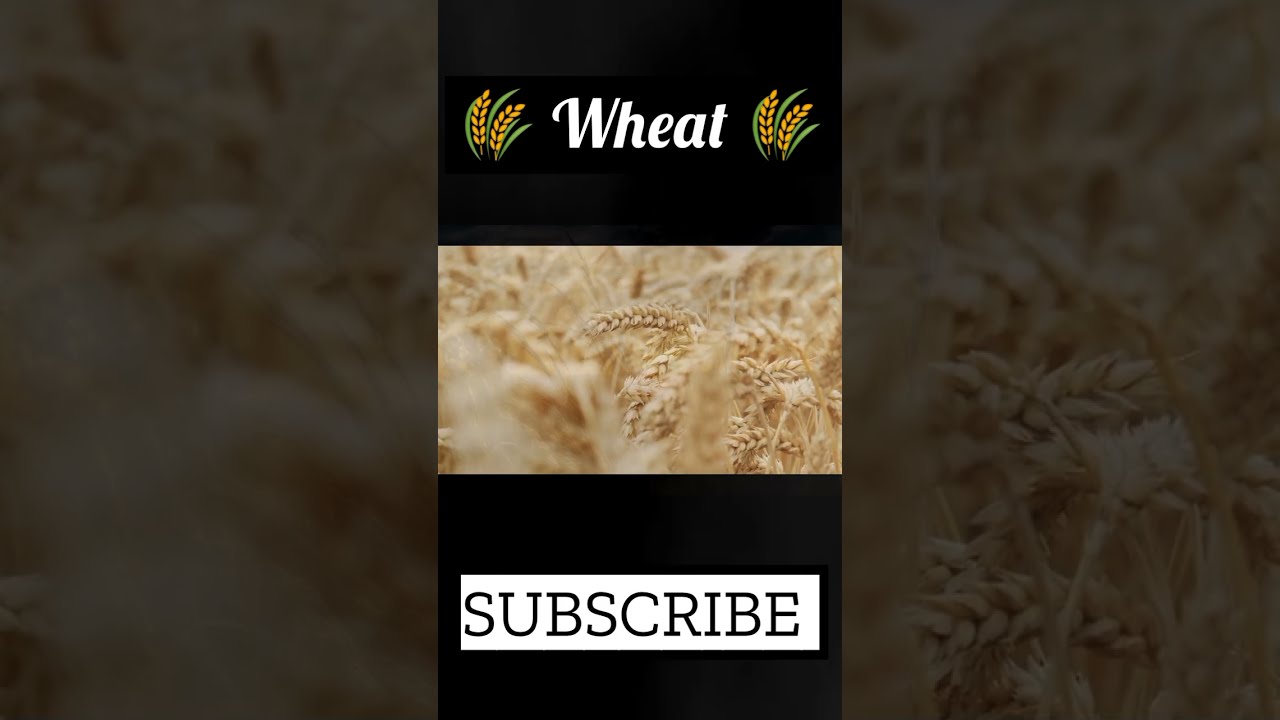 Is Wheat Healthy To Eat Conditions For Growth Of Wheat Wheat Is Wheat Healthy To Eat Conditions For Growth Of Wheat Wheat