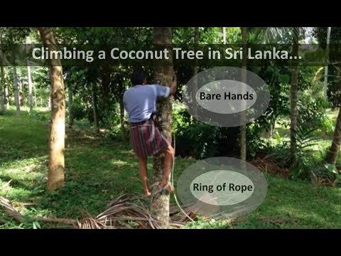 Plucky Pluckers: Coconut Tree Climbing Using a Rope Ring in Sri Lanka