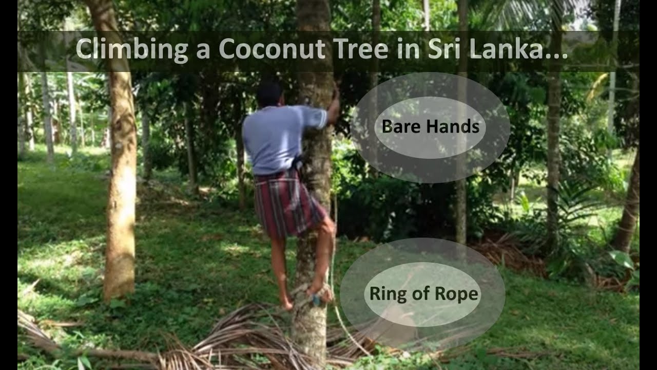 Plucky Pluckers Coconut Tree Climbing Using a Rope Ring in Sri Lanka