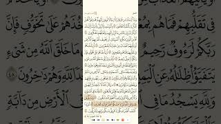 سورة النحل للقارئ رشيد بلعاليه 1080