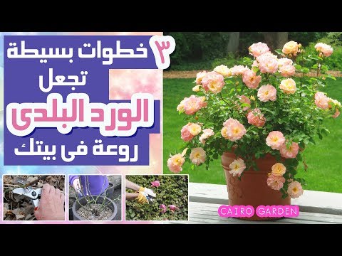 فيديو: تقليم ظهر Gladiolus - متى وكيف يتم تقليم أوراق Gladiolus