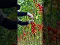 Why Cherry Tomatoes Are So Popular! 🍅 😳 #shortsvideo