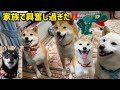 嫁が炸裂！こんなにも興奮した柴犬の笑顔垂れ流しを見たことがあるかwww