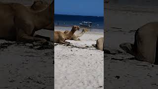 #barbs #vlog #kenya #africa #Nicki Minaj #nyali #mombasa #beach #KenyanDubai