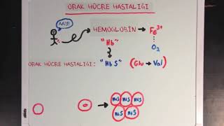 Genetik Mutasyona Giriş Fen Bilimleri Biyoloji