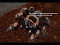 Маленький / Большой. Brachypelma smithi