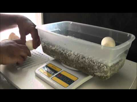 Highline Reptiles South - Ball Python Clutch # 2 - Bumblebee x Normal