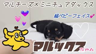 平成レトロ カミオジャパン 犬 下敷き ダックス マルチーズ