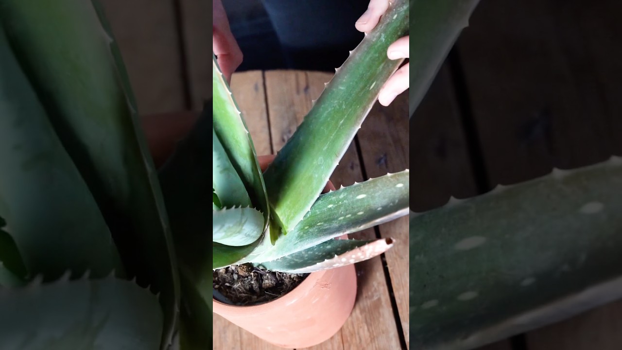 Cmo Y Cundo Trasplantar Aloe Vera  Pur Plant