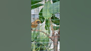 coba ternak burung Manyar di sangkar pot #pet #burung #manyar #diy #bikinsangkar #miniaviary