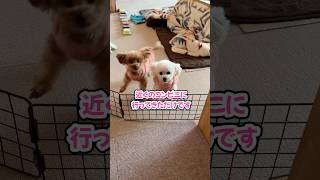 コンビニに行っただけなのに熱烈歓迎な姉妹 #shorts #元保護犬 #トイプードル