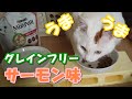 【レビュー】久々のグレインフリーを必死に食べる猫がかわいい☆The cat that desperately eats grain-free after a long time is cute