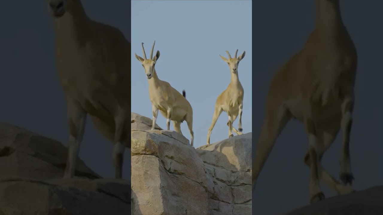 Anant Ambani Vantara Where healing meets heart 