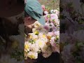Want more blooms from your dahlias? 🌸