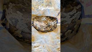 Perumpambu (Python)  #shorts #viral #trending #youtubeshorts #viralvideo #trendingshorts #python
