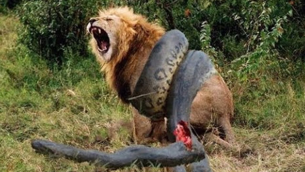 Lion vs Giant Anaconda - Crocodile vs Python - Most Amazing Attack of Anima...