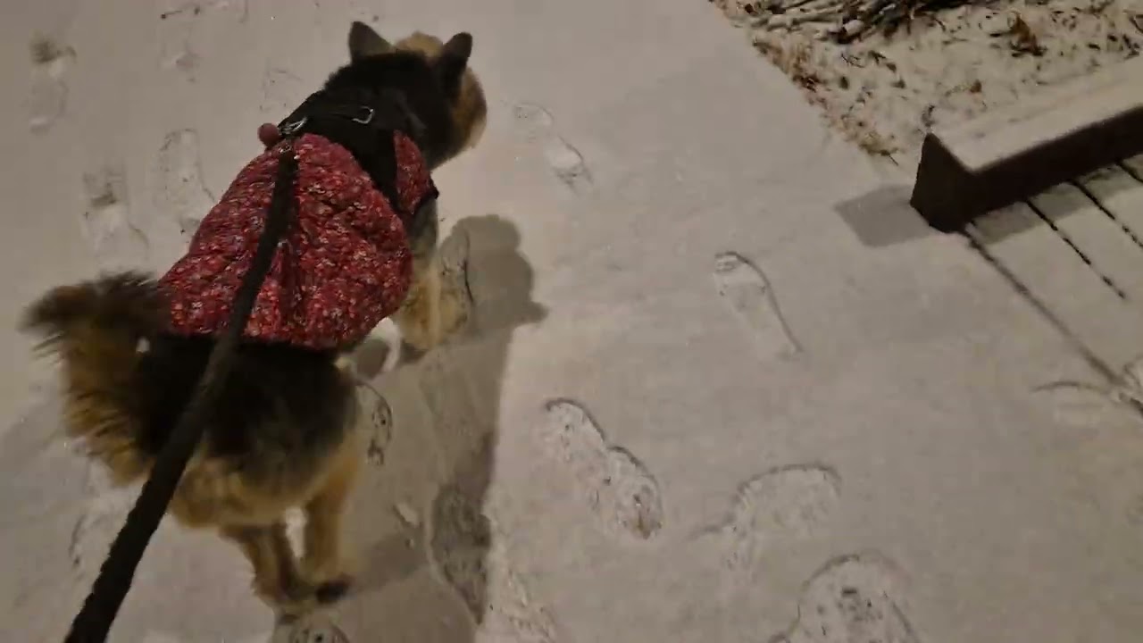 도둑눈이 내렸어요^^