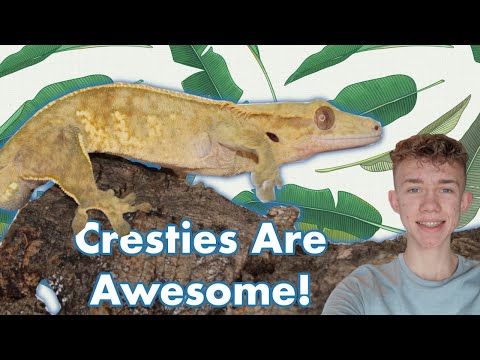 Why I Love Crested Geckos | Do crested geckos make good pets?