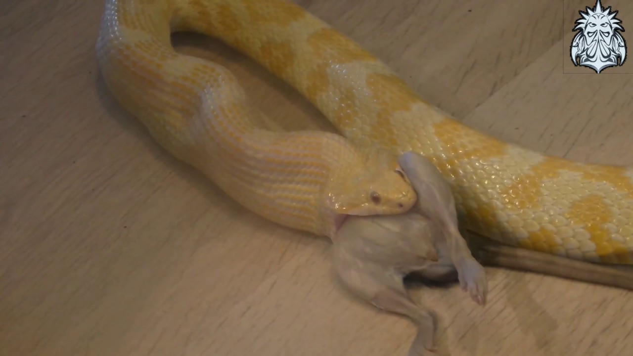 corn snake morphs Wąż zbożowy vs Szczur corn snake vs rat