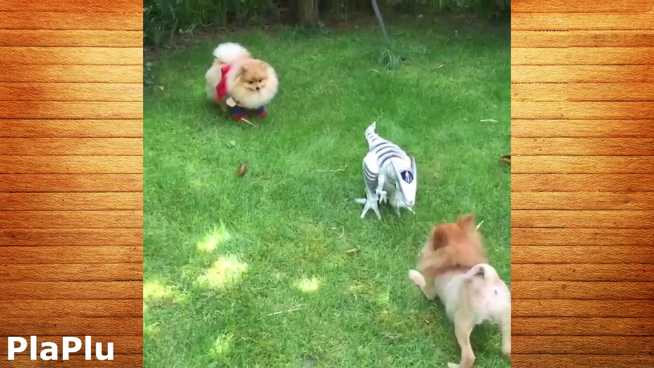 camera iphone 8 plus apk Best Funny Pomeranian Dogs Boo Compilation 2017 of Best Dog and Puppy Fun