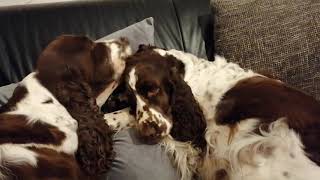 Tango's English Springer Spaniel