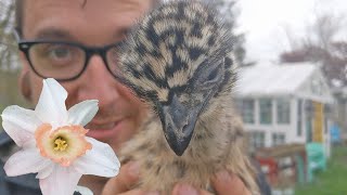 First GARDEN TOUR of the Year! Plus Baby EMU Hangout!
