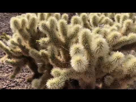 The Teddy Bear Cholla - BEAUTIFUL AND DANGEROUS!!!