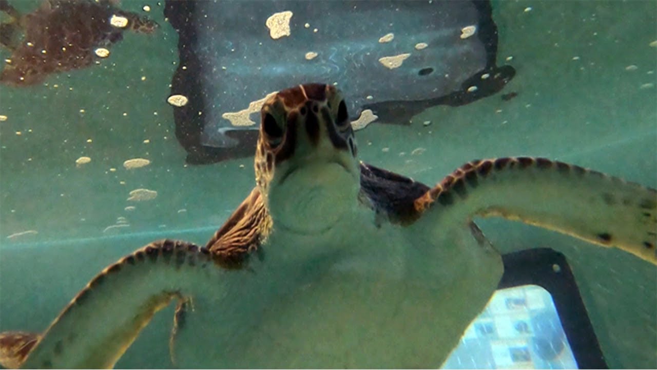 The Texas Bucket List - Sea Turtle Inc. on South Padre Island