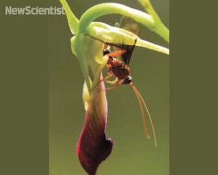 health insurance Orchid's sexual deception triggers ejaculation