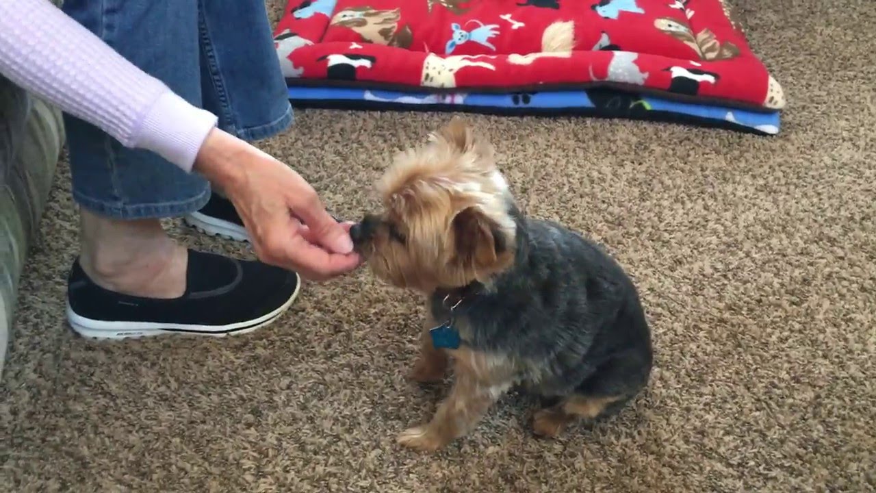 yorkie obedience training