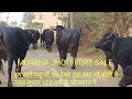 MURRHA JHOTI FORE SALE ।अच्छे सिमन का प्रयोग करके बनाया मुरा फार्म ।सभी पशु देखे और फिर बताये।