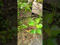 #ytshorts # mini garden at home 🏠👍👍👍🌲🌱