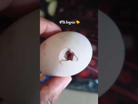 🐣 Artificial Hatching | గుడ్ల నుంచి పిల్లలు ఎలా వస్తాయి? 🥚🔥 #ArtificialHatching #EggHatching