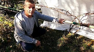картинка: Обрезка трёхлетнего куста винограда,полный цикл.