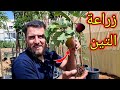 أفضل طريقة لزراعة عقل التين في وعاء وتثمر في نفس العام 