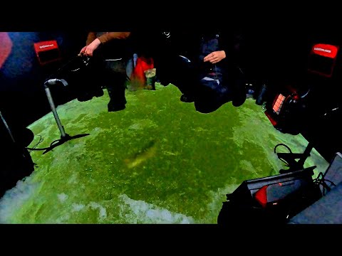 Thin Ice Walleyes